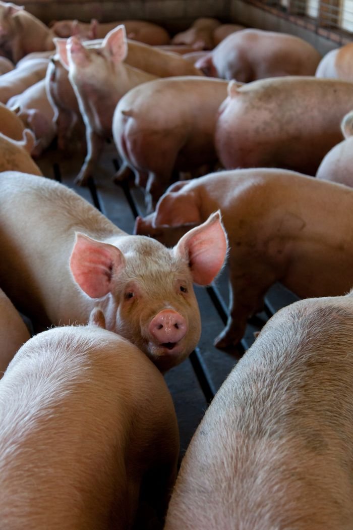 Services Close-up of pigs in an indoor livestock pen on a farm. Captures the essence of animal agriculture.