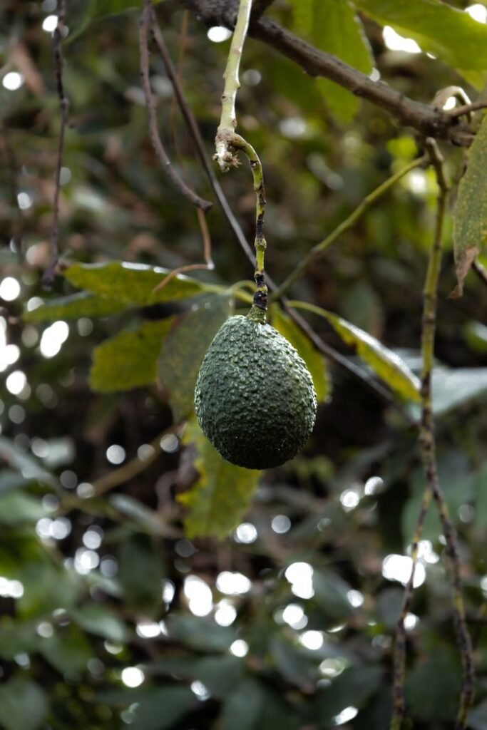 Single avocado on tree branch with blurred greenery in background, captured in Spain.