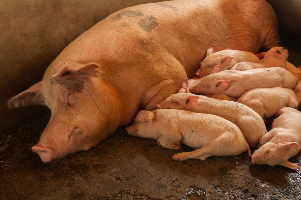 Services A peaceful scene of a sow with her piglets resting indoors in a barn.