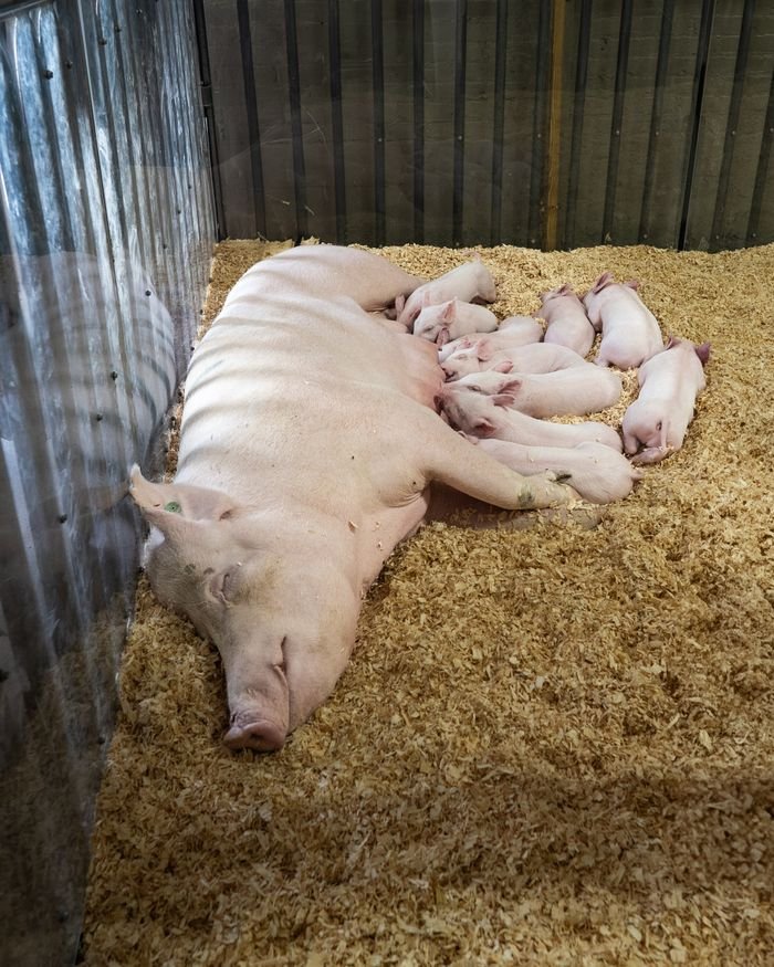 Services A mother pig lying in hay with her sleeping piglets at a barn in West Springfield.