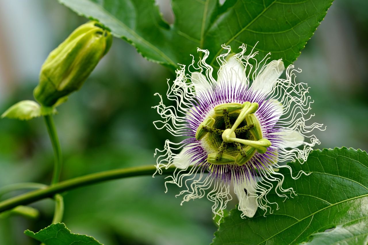 Home Vibrant close-up of a Passion Flower (Passiflora) showcasing its unique structure and colors.