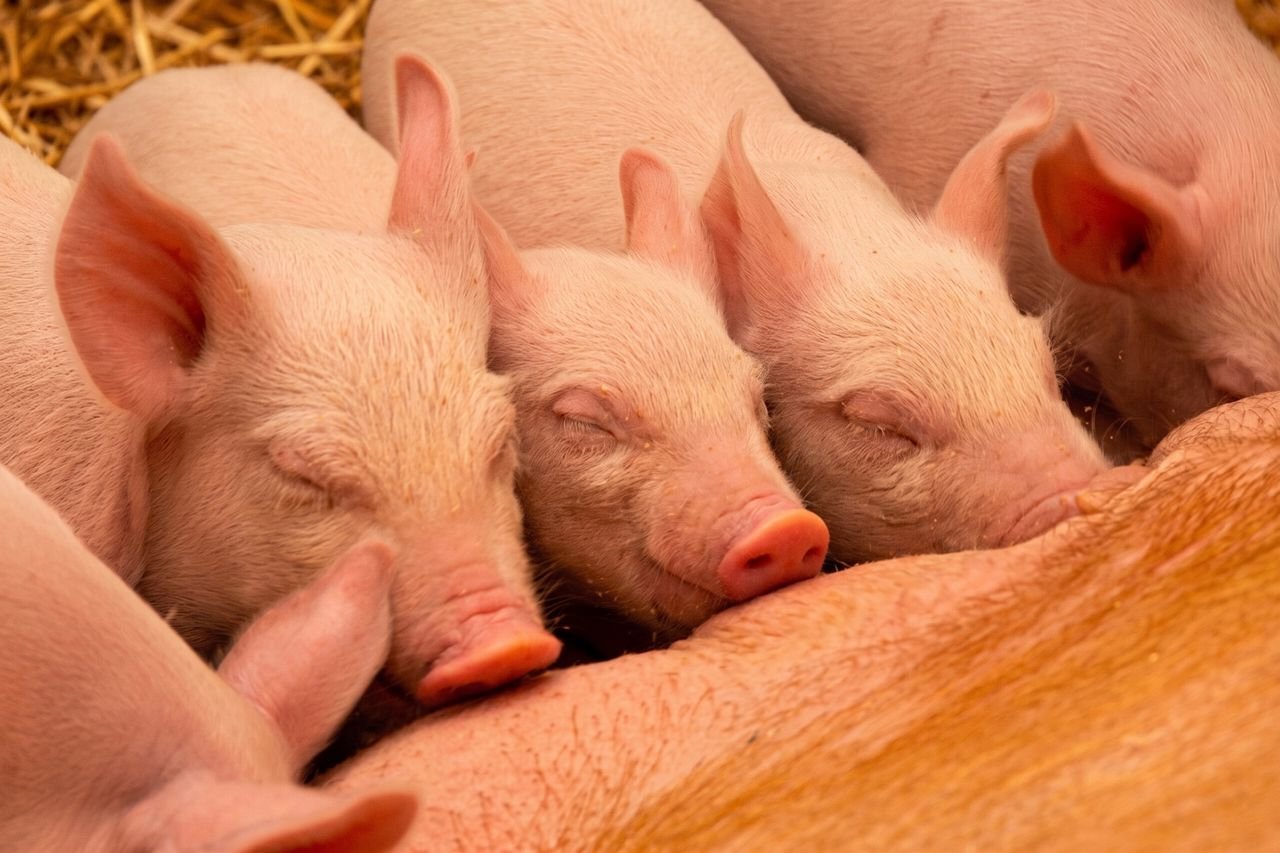 Contact A warm image of piglets cuddling with their mother in a cozy barn setting.