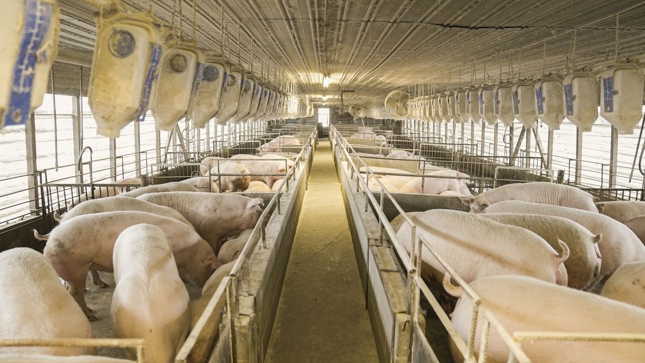 Services Interior view of a pig farming facility in North Carolina showing pigs in pens.