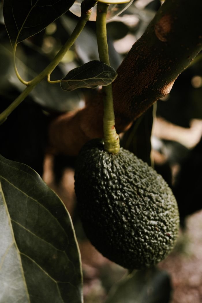 Home Captivating close-up of a ripe avocado hanging from a tree, showcasing natural textures.