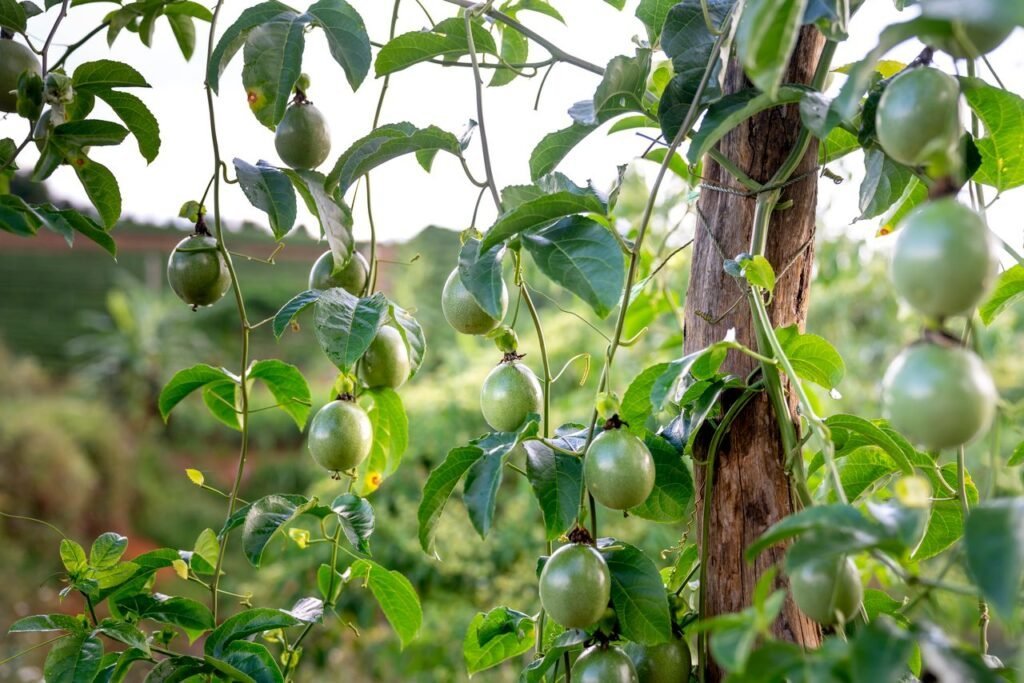pexels photo 4543983 Green fruits hanging on Passiflora edulis tropical tree growing in farm on sunny day